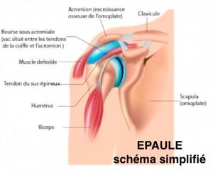 Pathologie de l'épaule